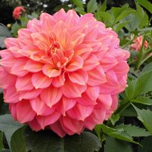 鮮やかな色のダリア