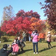 青空とのコントラストが最高に美しかったです