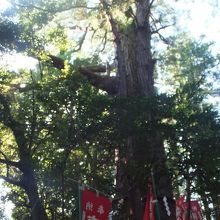 塩船観音の大スギ