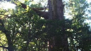 東京都天然記念物だそうです