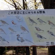 三島長伏公園周辺で見られる野鳥