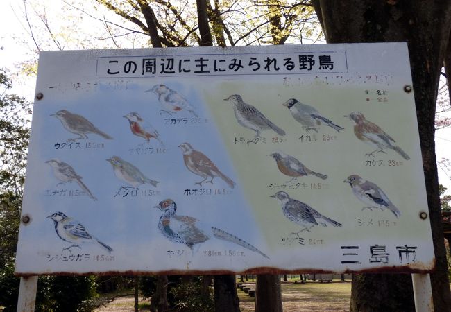 三島長伏公園周辺で見られる野鳥