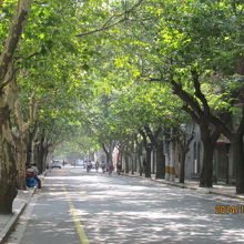 プラタナスのトンネル