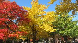 3色に染まる木々も見られた