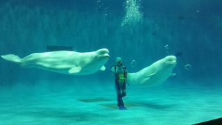 シロイルカのバブルリング