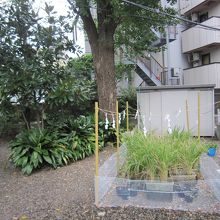 小さな田圃・神田