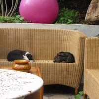 庭のサンルームにいる猫たち