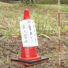 生家の裏にはスズメバチの巣があるので気をつけて。