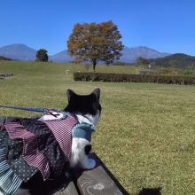 いい景色だにゃあ！