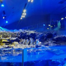 ペンギンとオットセイの「プール型水槽」