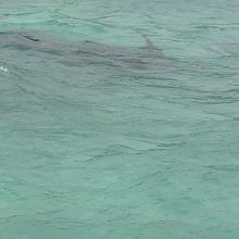 グレムディウ・ビーチ近くに沈むゼロ戦　プロペラが少しだけ水面