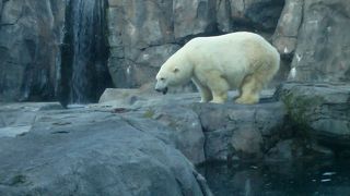 デナリで見られなかった動物をここで。