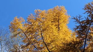 上高地の遊歩道