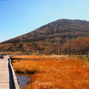 一周30分で気軽に楽しめる高層湿原