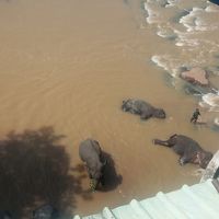 部屋から象を見ることもできます。