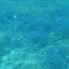 次はシュノーケリングで珊瑚礁の海に潜ります　ファンタジーです