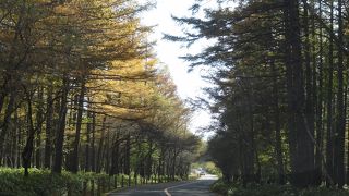 黄葉がきれいでした