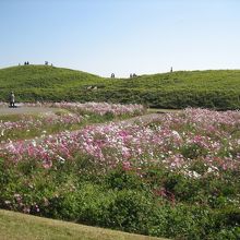 二子山古墳の周りには沢山のコスモス