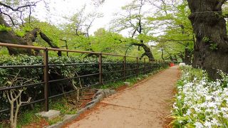 森林浴、散歩にも最適な場所