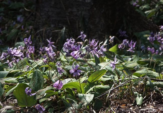 可憐な　かたくり