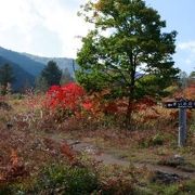 紅葉の高原をのびのびと・・・