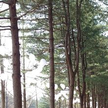 ナミソム松並木