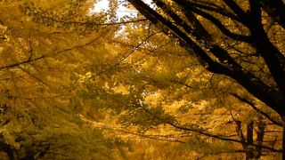 今が身頃のイチョウ並木