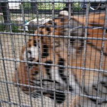 大迫力のトラですよ