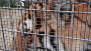 一日のんびり動物を観察できます