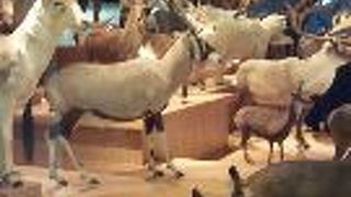 はく製達の完成度の高さ