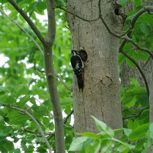 アカゲラの子育て