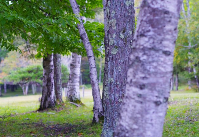 白樺湖近で便利