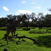 動物園とディズニーが融合