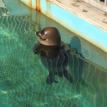 じっとしてないのでシャッターチャンスはわずかです。