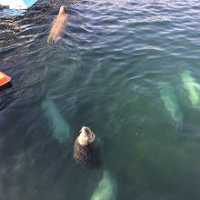 たくさんのゴマフアザラシがいました。