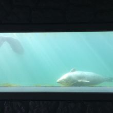 水槽を横から見られるようにもなっていますが、濁ってます。