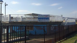 ごまちゃんがたくさんいました。