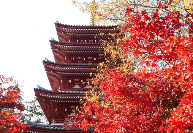 本土寺(あじさい寺) クチコミ・アクセス・営業時間｜松戸