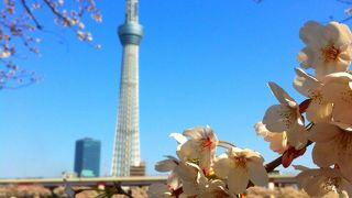 桜のスポットです！