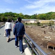 伊豆アニマルキングダムのウォーキングサファリ