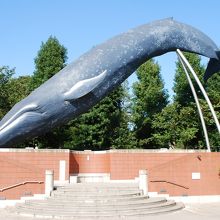 屋外のシロナガスクジラの実物大模型