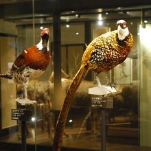 鳥類の展示