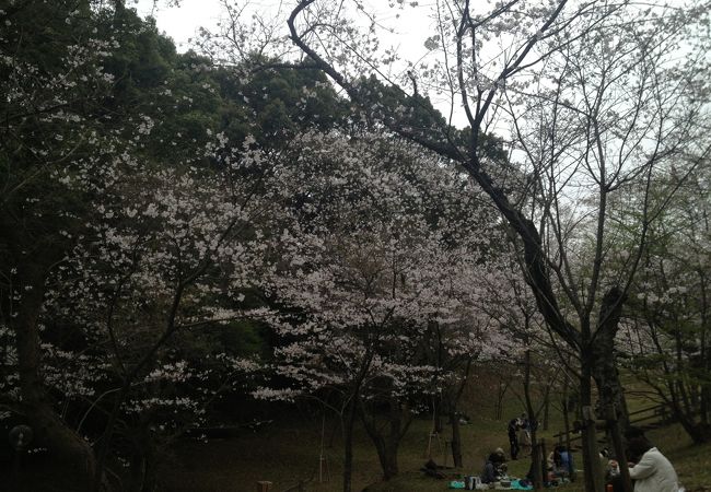 花見をするならココ