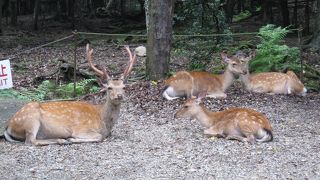 逃げたらだめ！