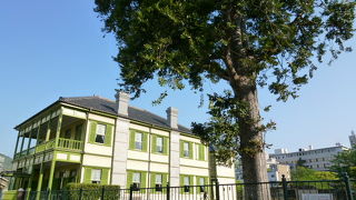 歴史ある「デジマノキ」にパワーを感じて下さいね