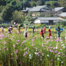 コスモスと案山子。