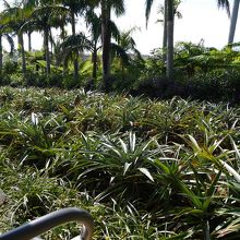パイナップル畑の風景