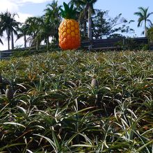 大きなパイナップル！
