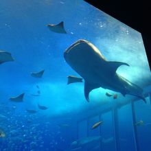 真上にジンベイザメが！