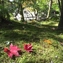 一部紅葉してました。